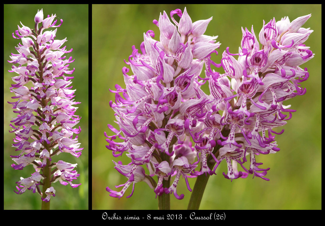Orchis simia